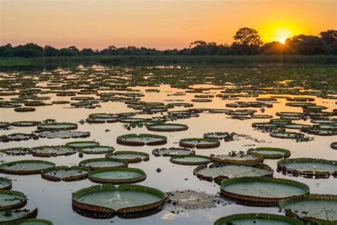  モケカ モケカ、それはブラジルのヴィトリアの味覚の冒険だ！